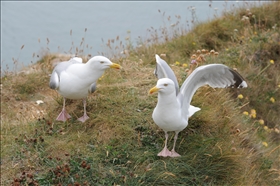 Étretat